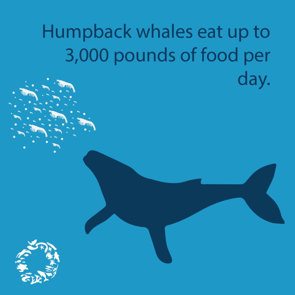 Wildlife Fact Sheets: Humpback Whale - Ocean Conservancy