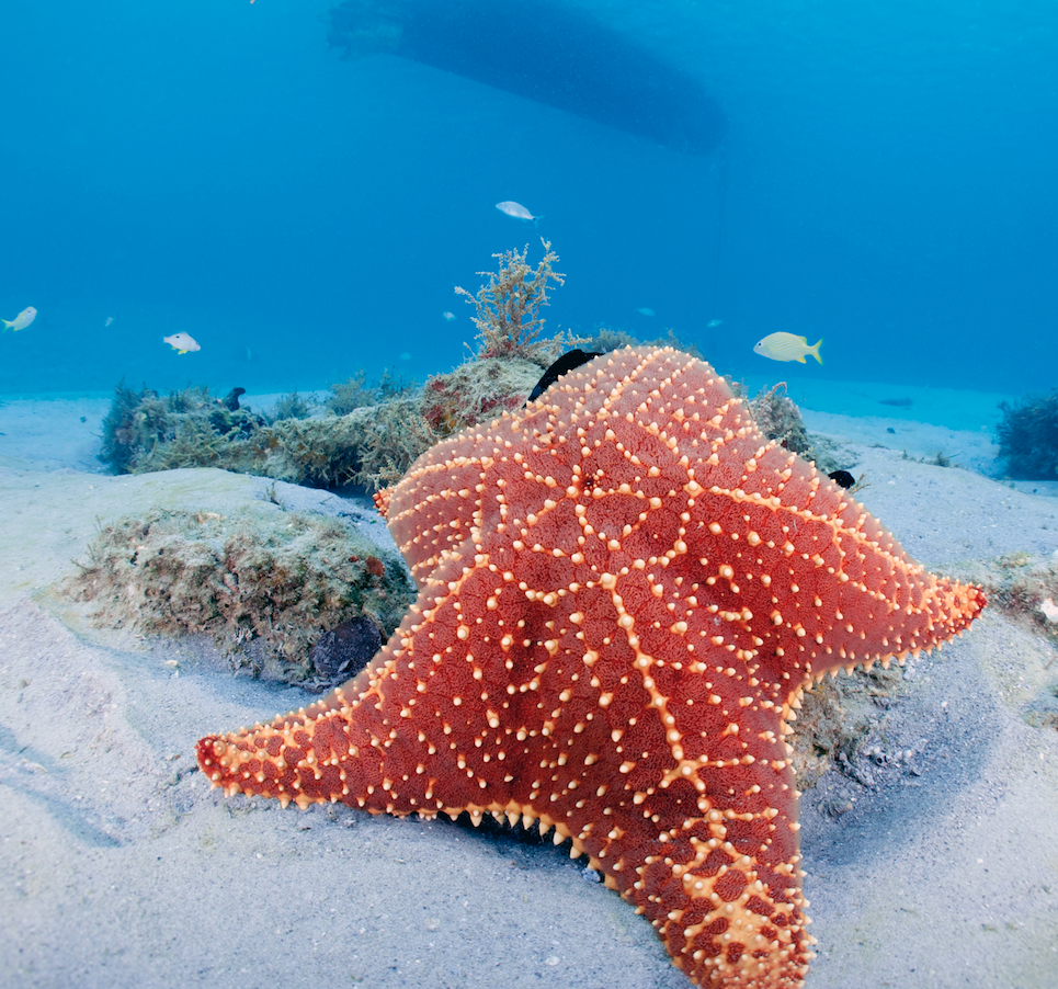 who does the sea sponge defend itself who does the sea sponge move