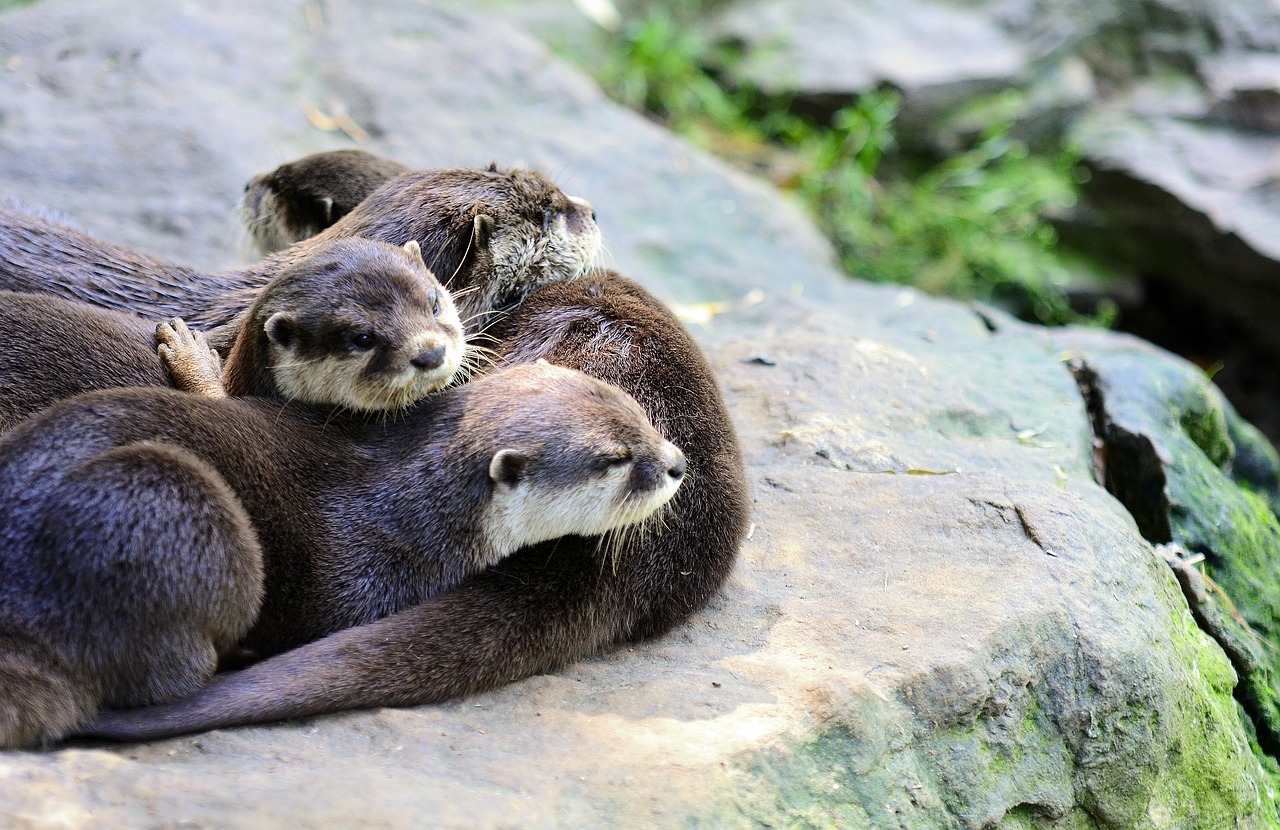 How to Tell the Difference Between Sea Otters and River Otters - Ocean