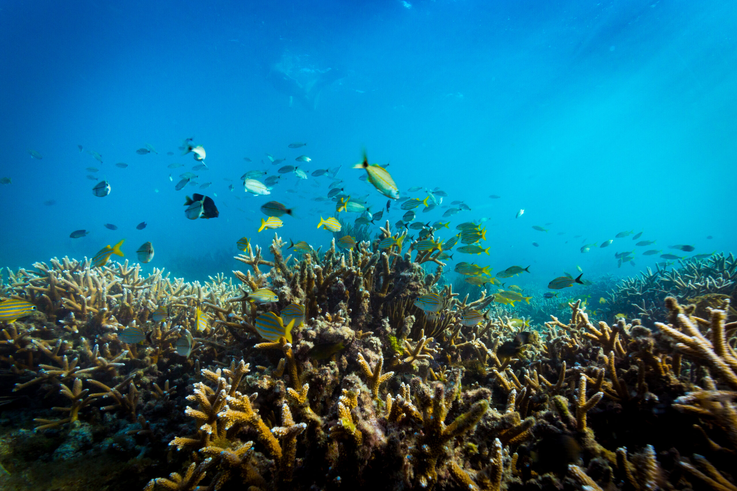 Coral reef in Dry Tortugas National Park.