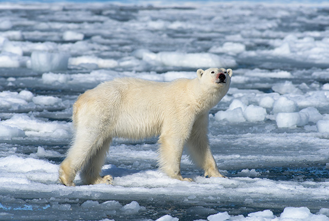 Your Top 10 Questions About Polar Bears Answered - Ocean Conservancy