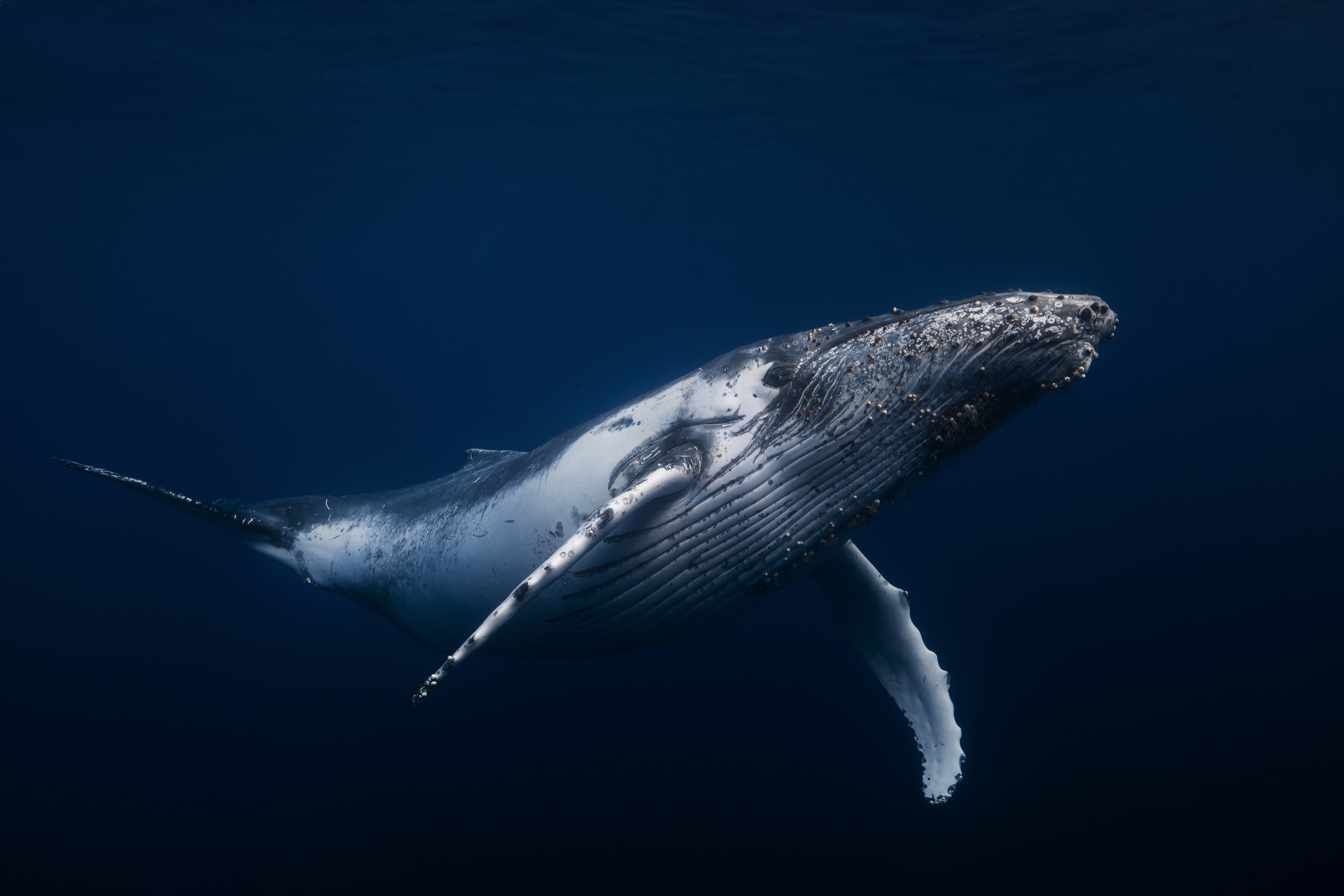鲸鱼壁纸唯美海底-千图网