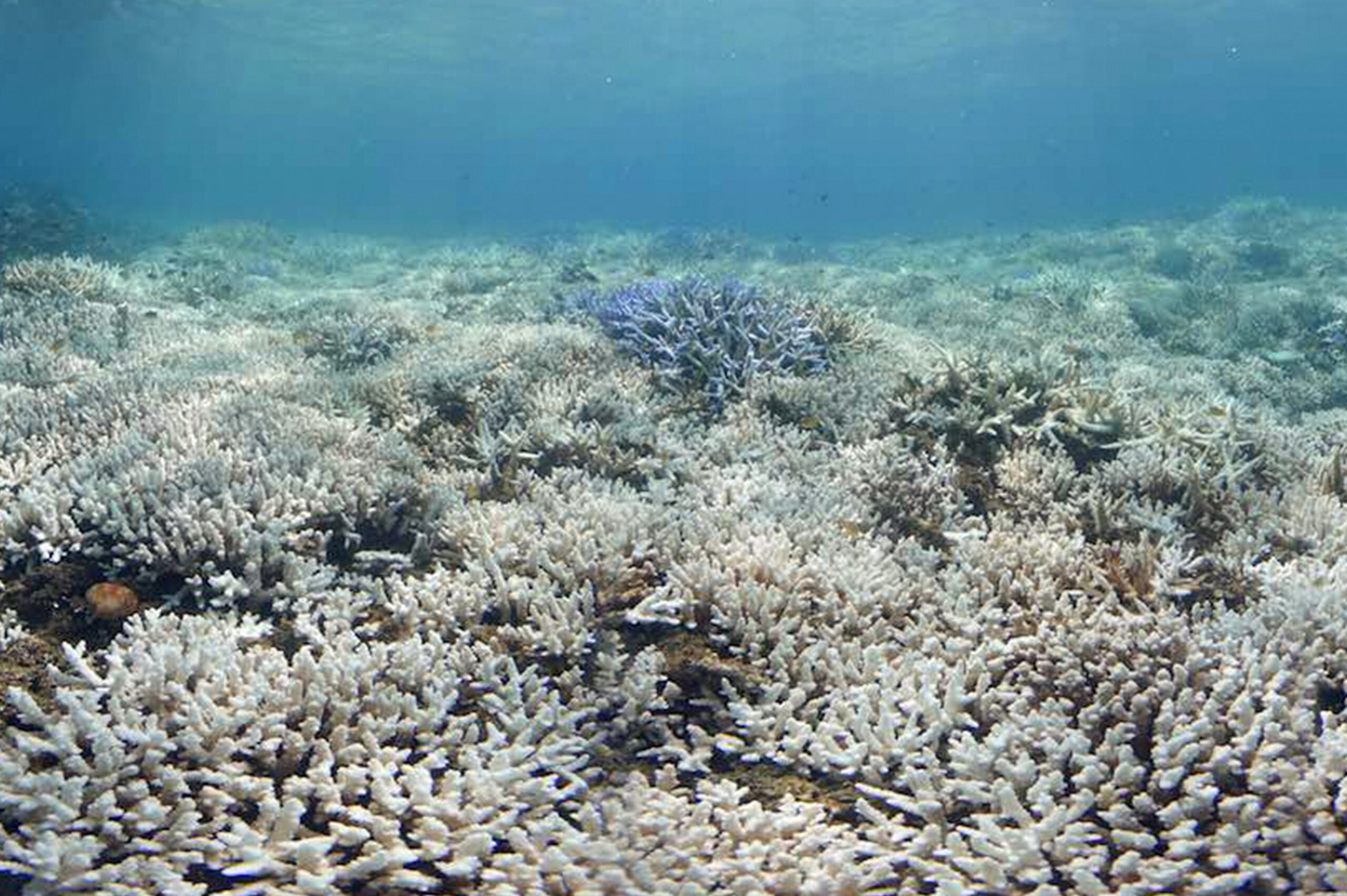 Hot Takes on Ocean Climate Change and Acidification - Ocean Conservancy