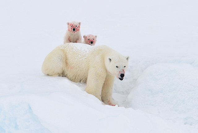 Your Top 10 Questions About Polar Bears Answered | YourEarth Solutions