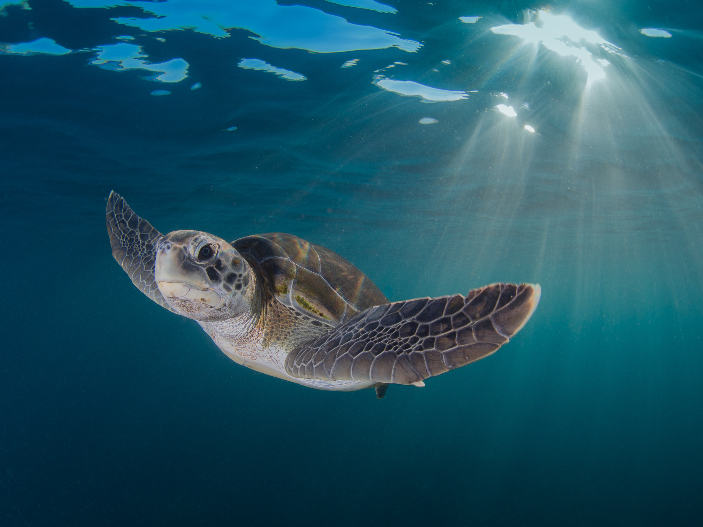 Plastic Straws Are Harming Oceans and Marine Wildlife — Skip the Straw