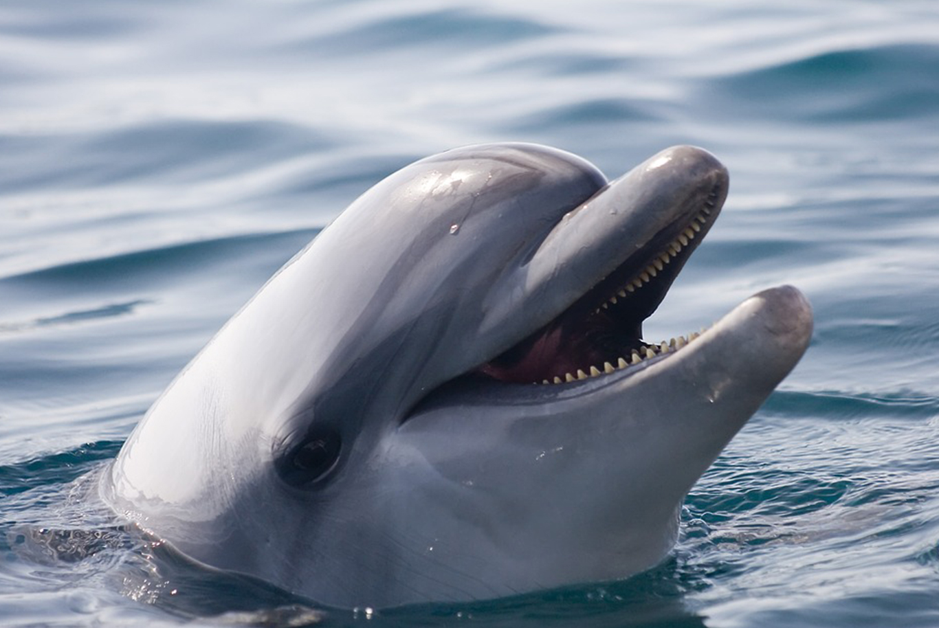 How to Tell the Difference Between Dolphins and Porpoises Ocean