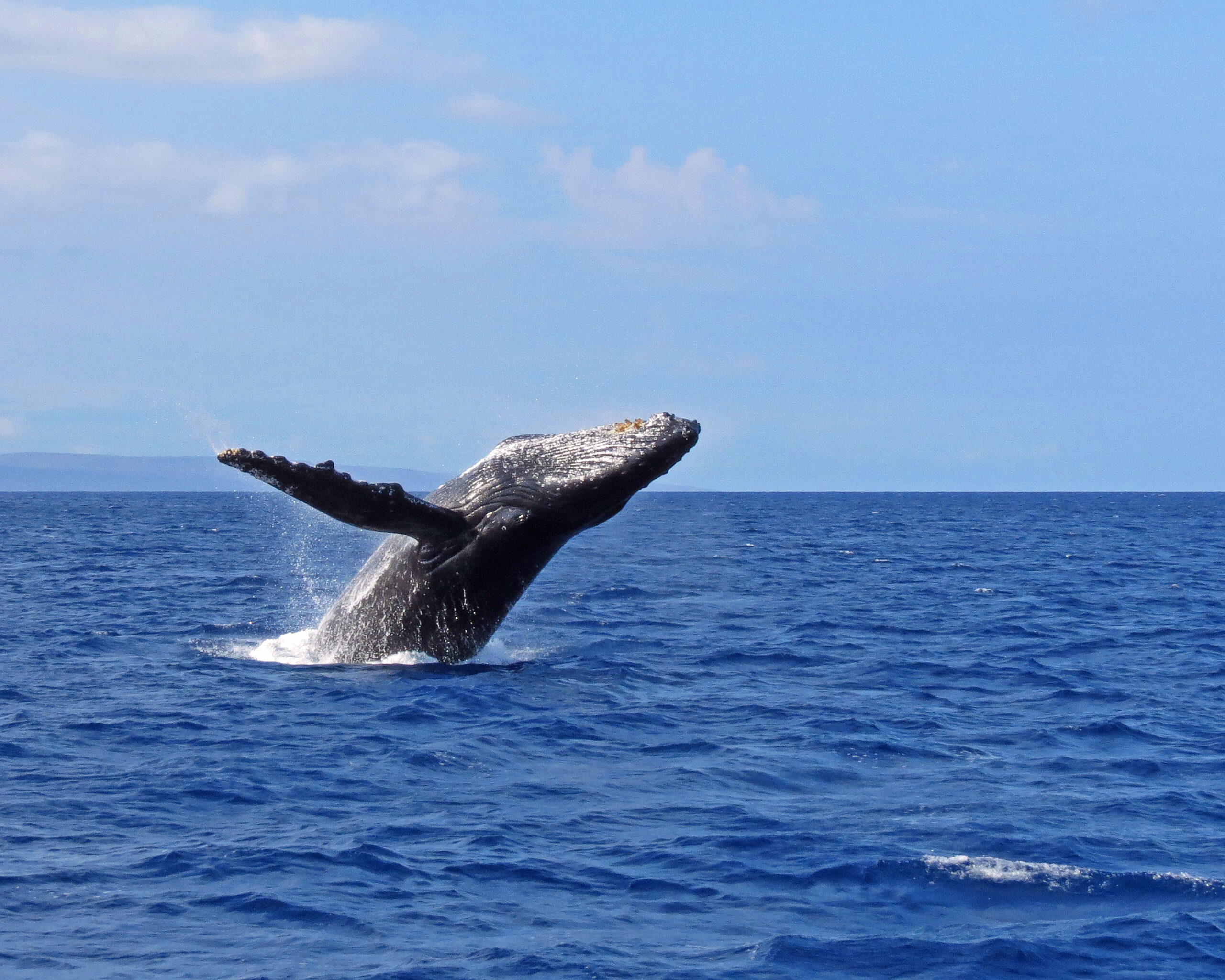 5 Wonderful Whales to Love - Ocean Conservancy