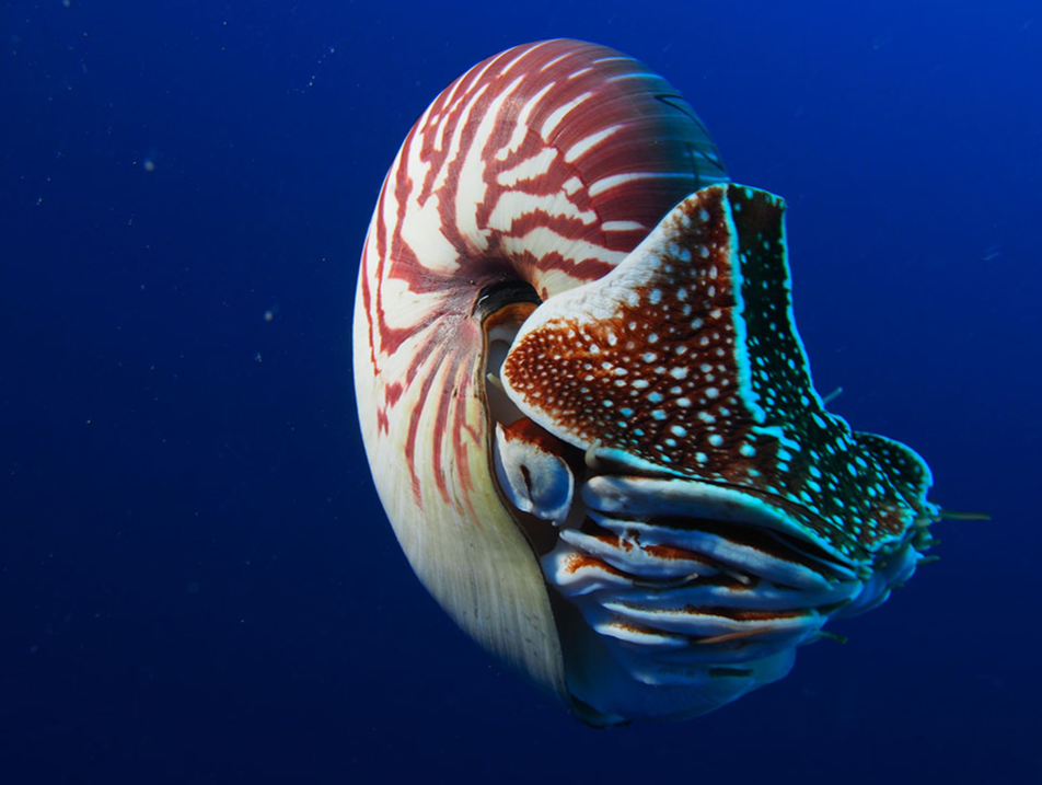 These Prehistoric Ocean Animals are Still Around Today - Ocean Conservancy