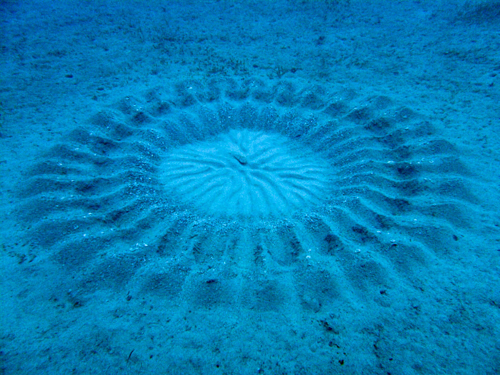 pufferfish artwork