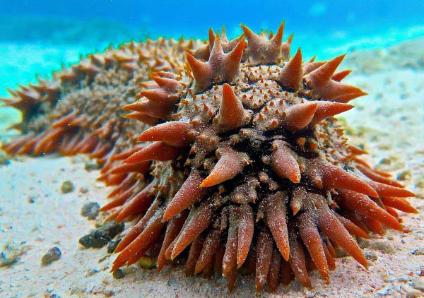 Gulf Of Mexico Sea Slug