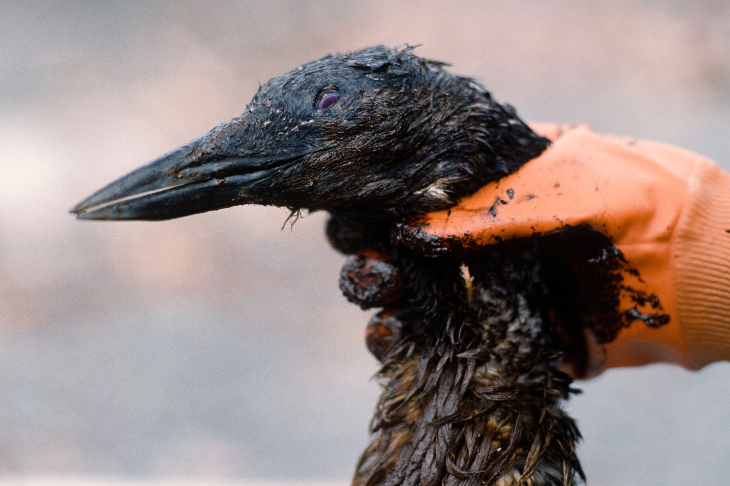 Alaska. Kenai Fjords. A slow horrible death for this loon.
