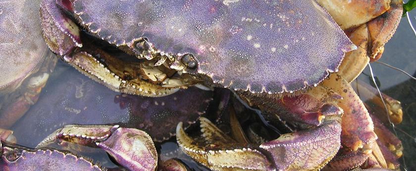 Climate_OA_Alert_Landing_Crab_NPS