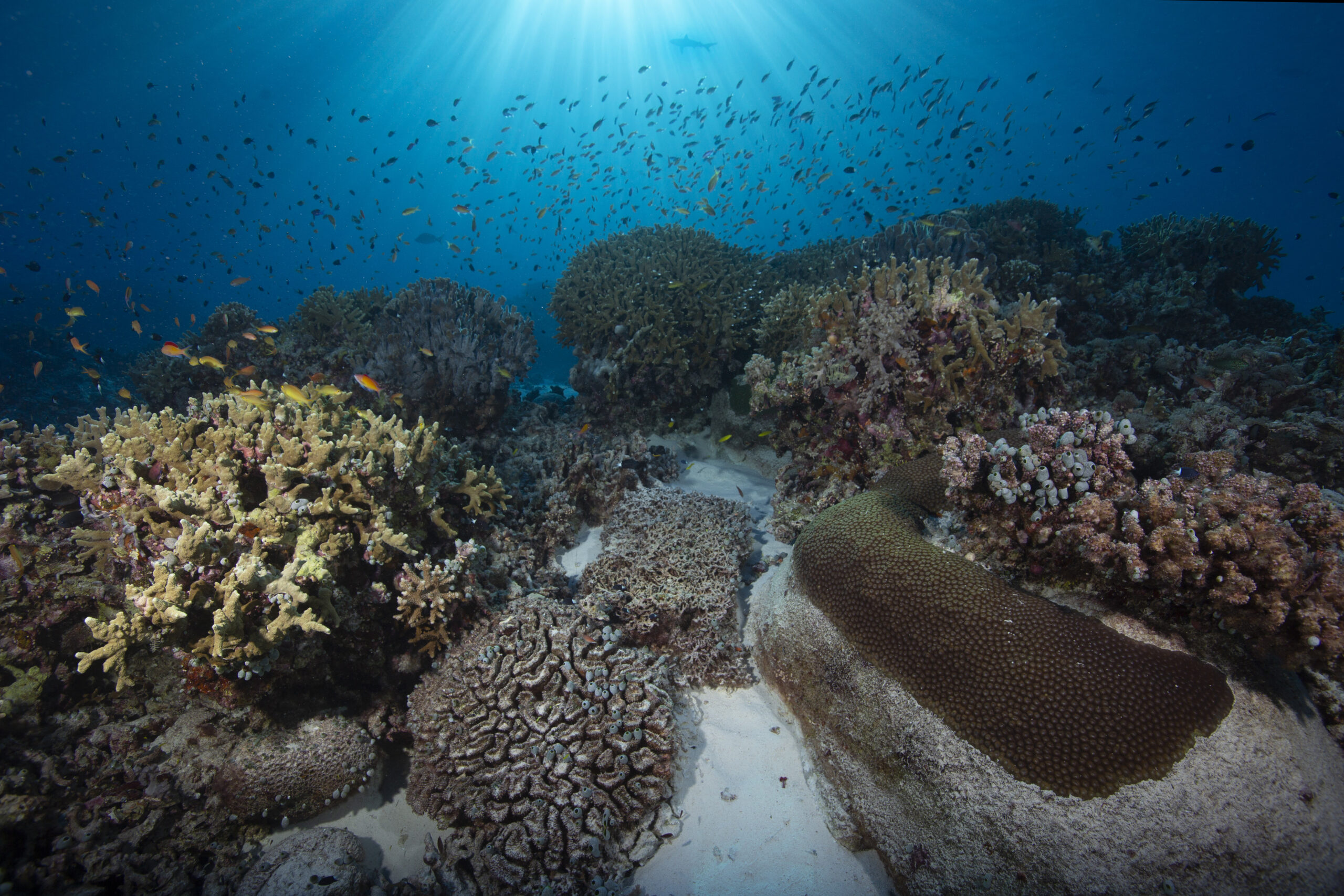 Exploring Types of Invertebrates - Ocean Conservancy