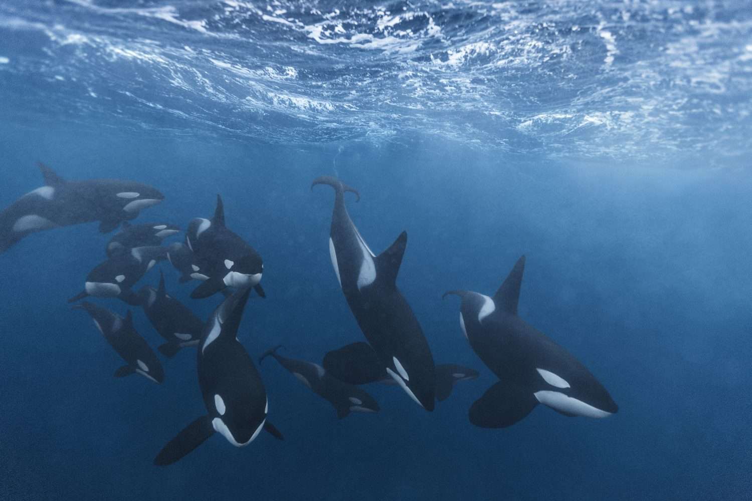 Orcas (Killer whales)