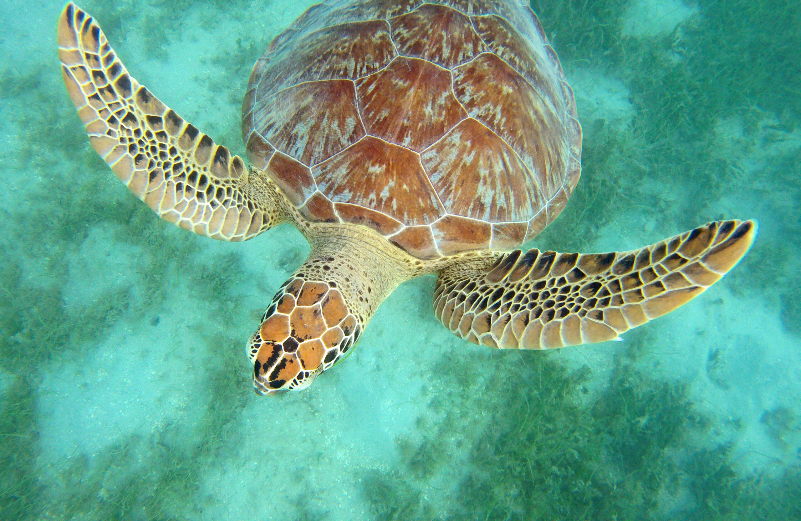 Green Marine Species To Celebrate This (almost) Spring - Ocean Conservancy