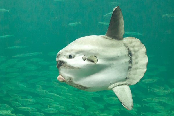 Loving these little sunfish in my brand new @rheosgear sunnies! They cut  through the glare and let me see the fish! Loving these new le