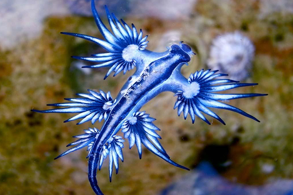 10 Photos of Sea Slugs That Will Blow Your OceanLovin’ Mind Ocean