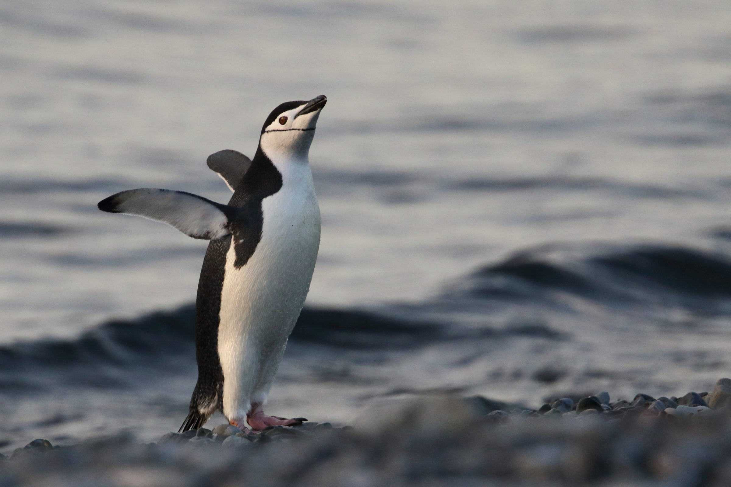 Chinstrap Penguin - Marian Hertz