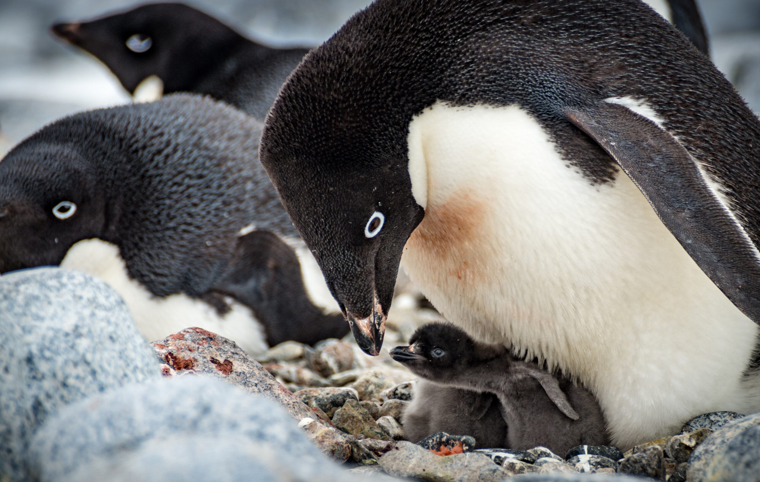 Drew Spacht - Adelie Penguin