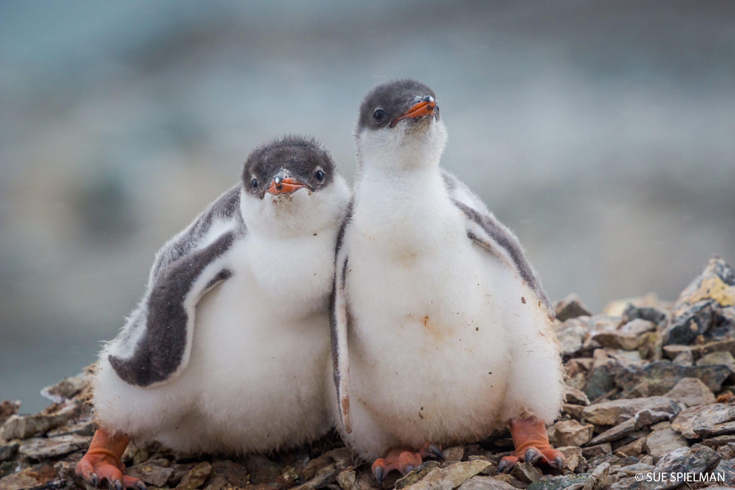 Gentoo Penguin Chicks - Sue Spielman