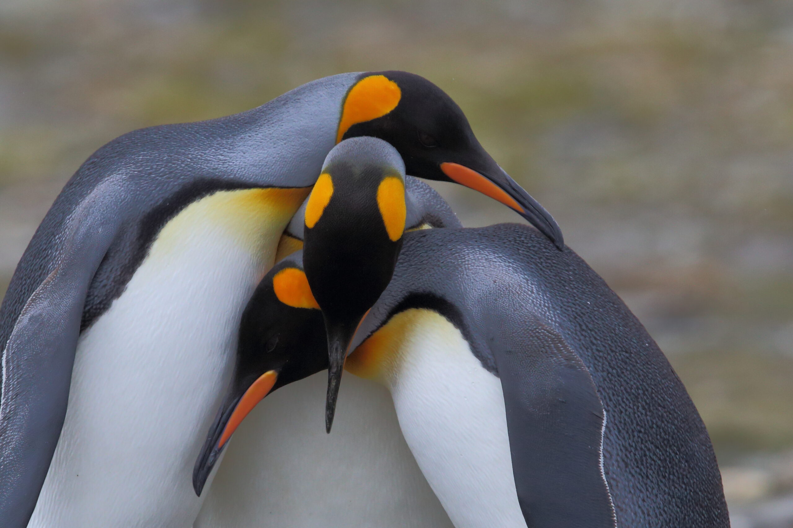 King Penguin - Marian Hertz