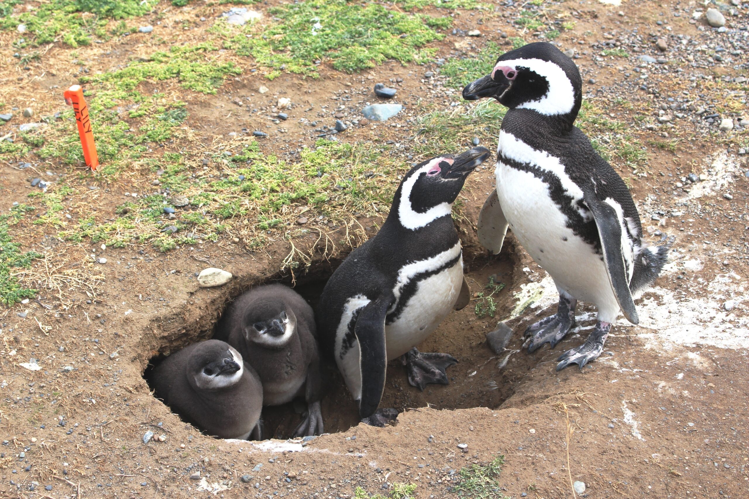 Magellan Penguin - Barbara Shively
