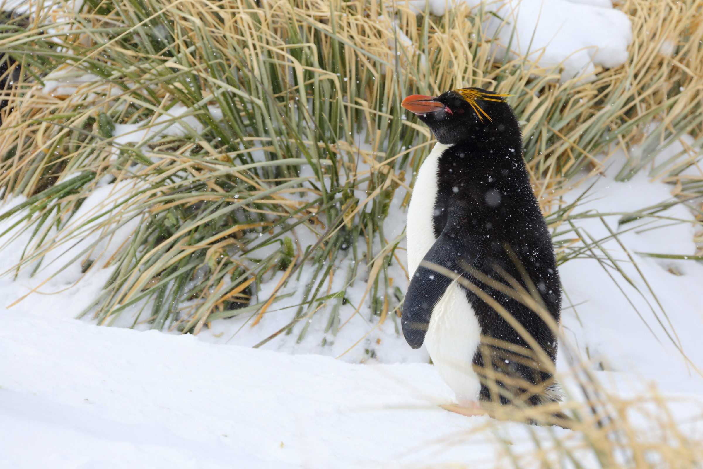Marian Herz - Macaroni Penguin