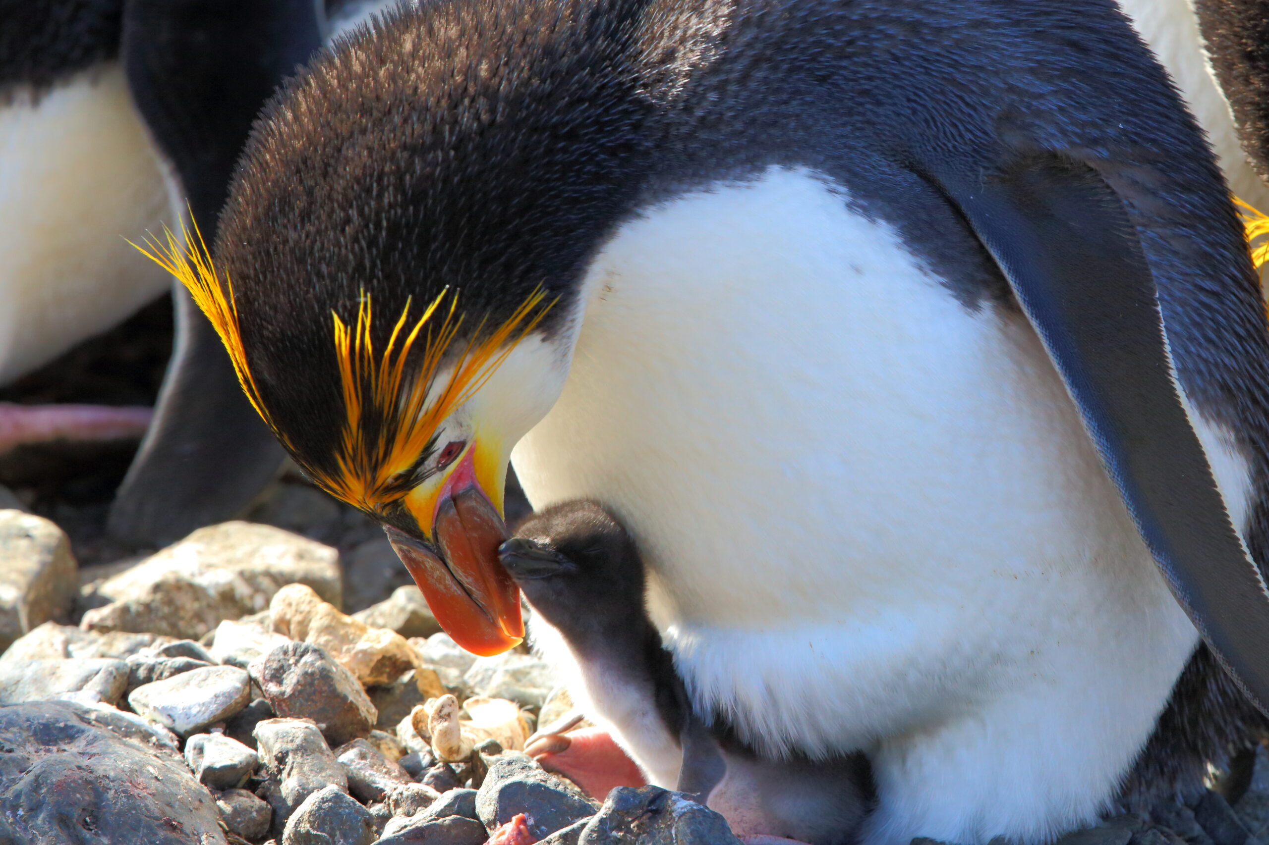 Royal Penguins - Marian Herz