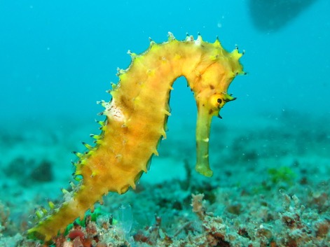 Wildlife Fact Sheets: Seahorse - Ocean Conservancy