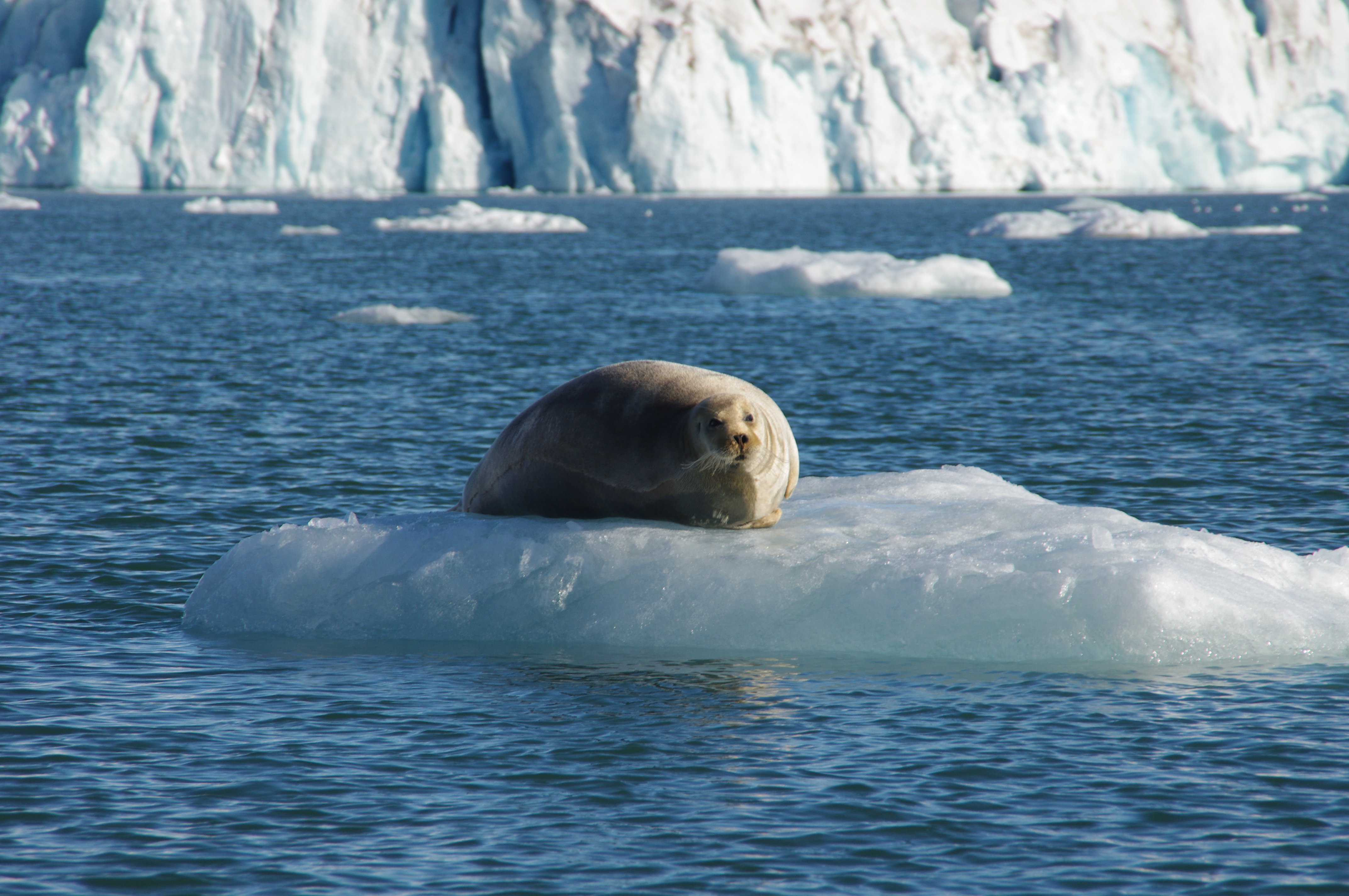 Svalbard 547