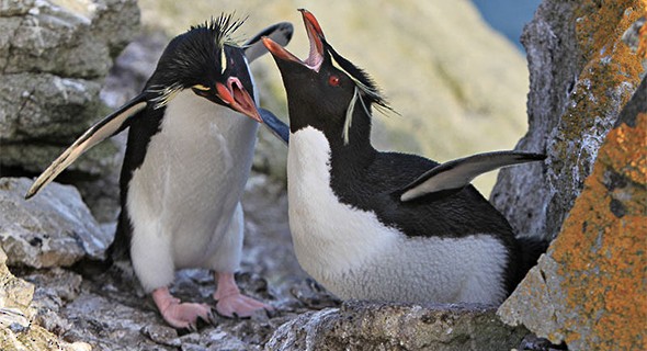 project penguins
