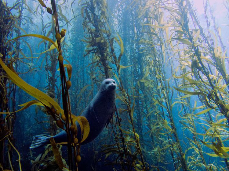 kelp forest ecosystem