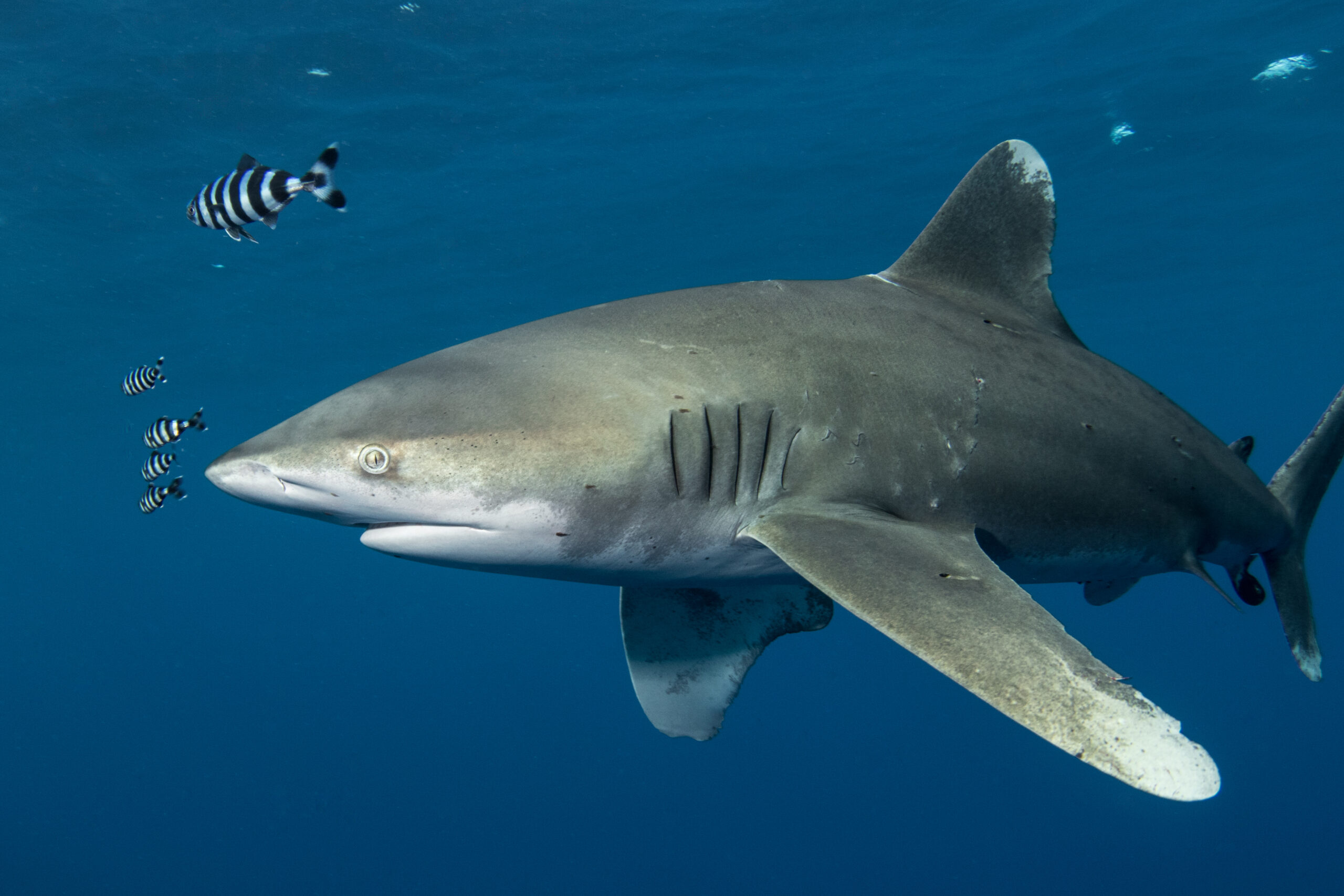 481-Guardian of the Red Sea