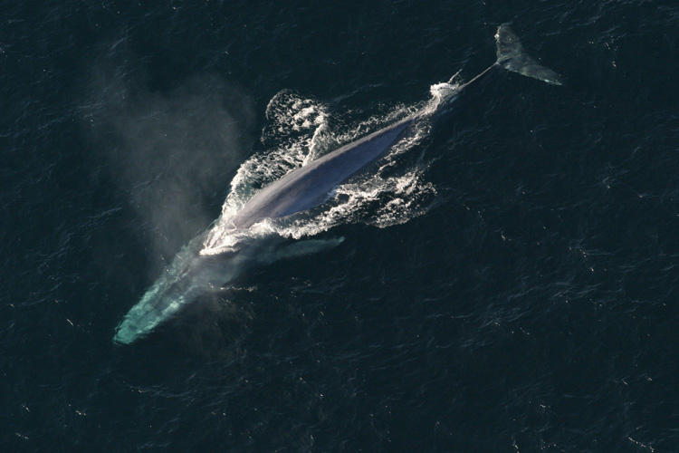 BlueWhale