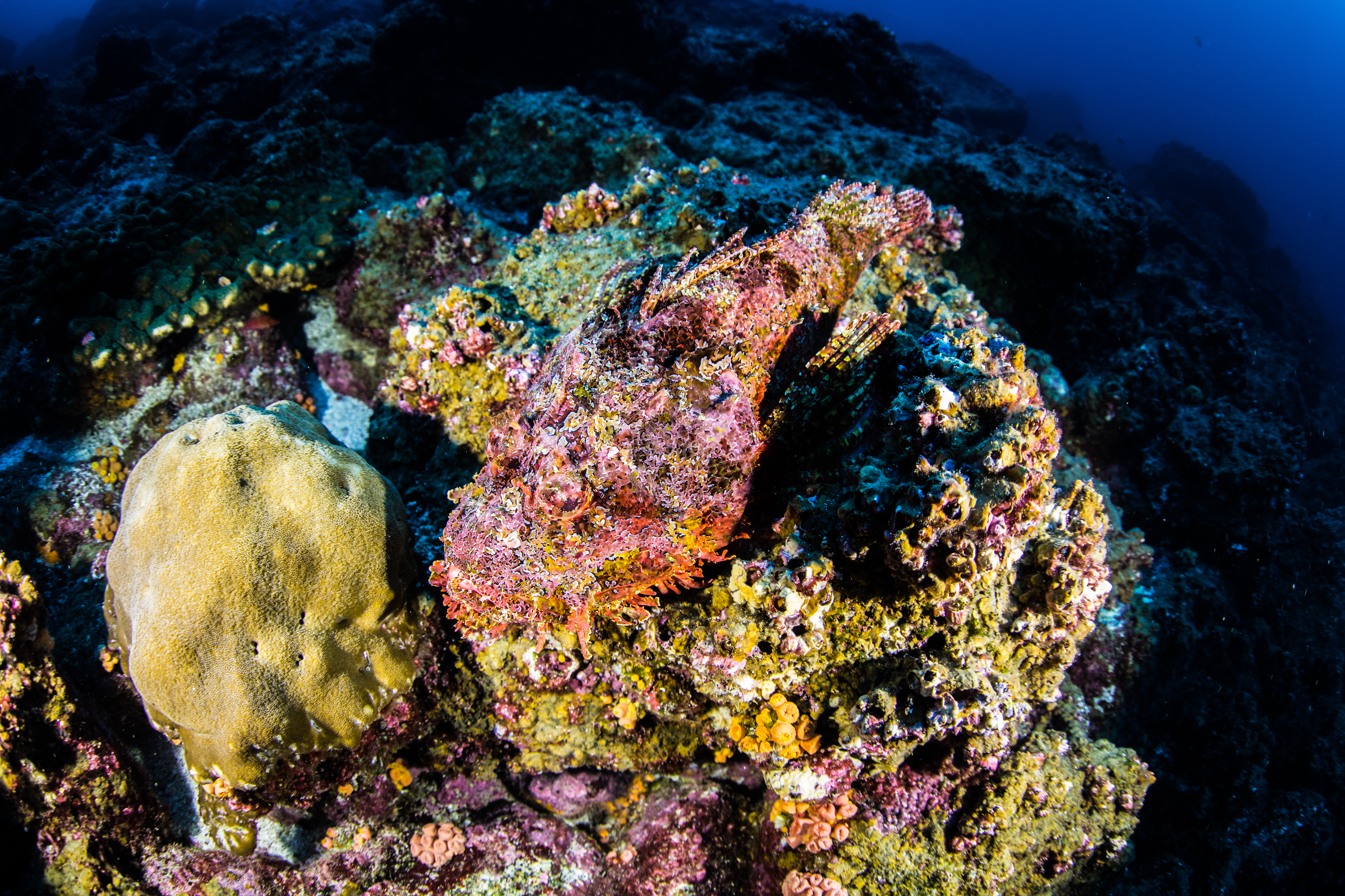 Stonefish in the ocean