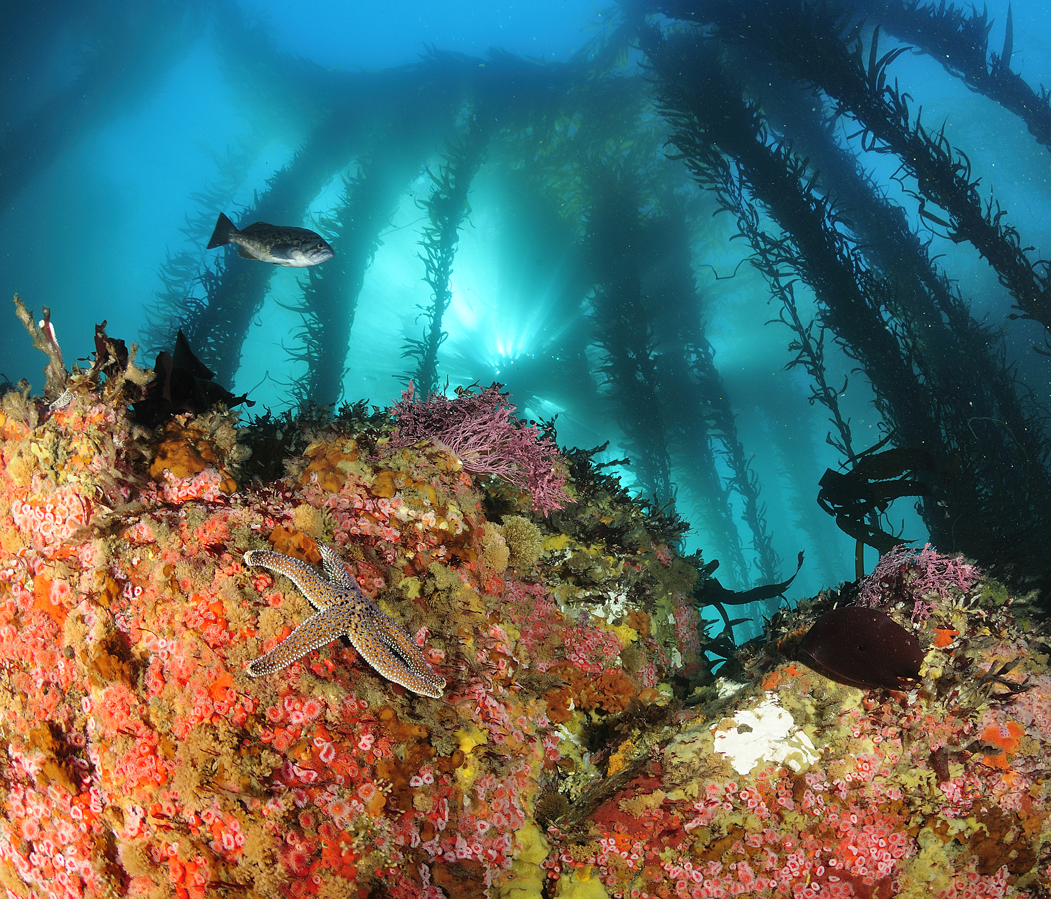 Underwater scene