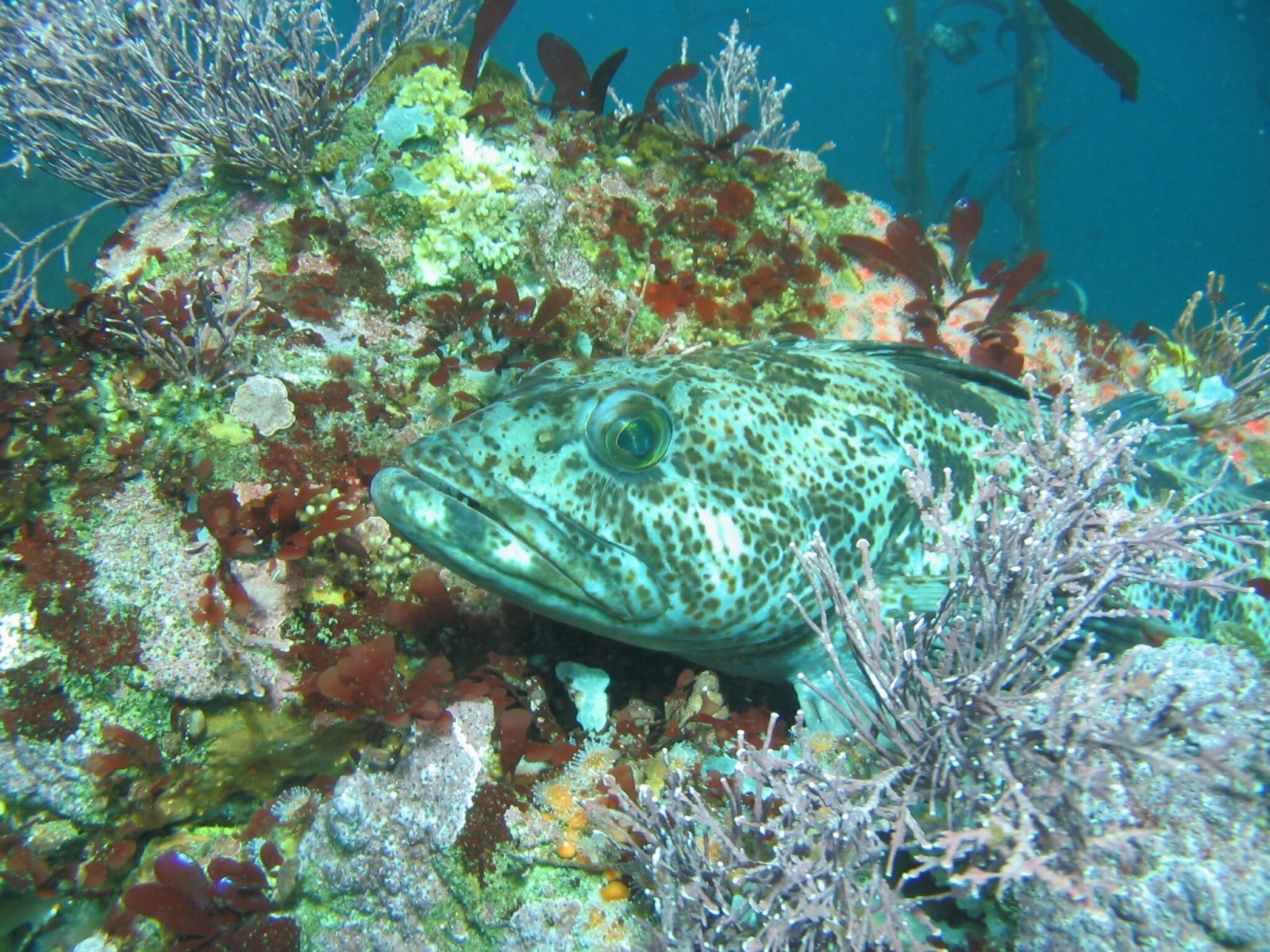 Lingcod
