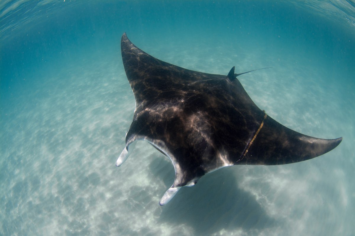 5957a9020e825-MantaRay_FishingInteraction_BethanyAugliere1of1
