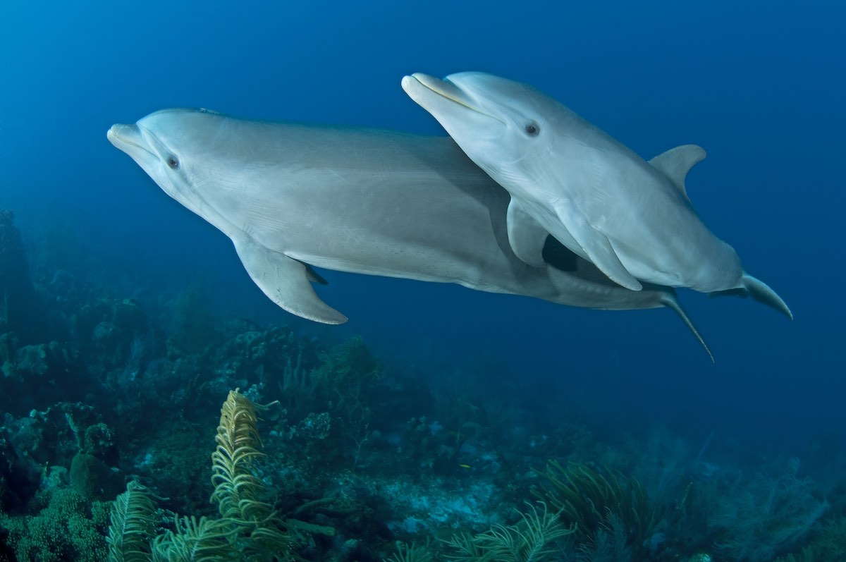 Porpoise vs. Dolphin: What's the Difference? - ESLBUZZ