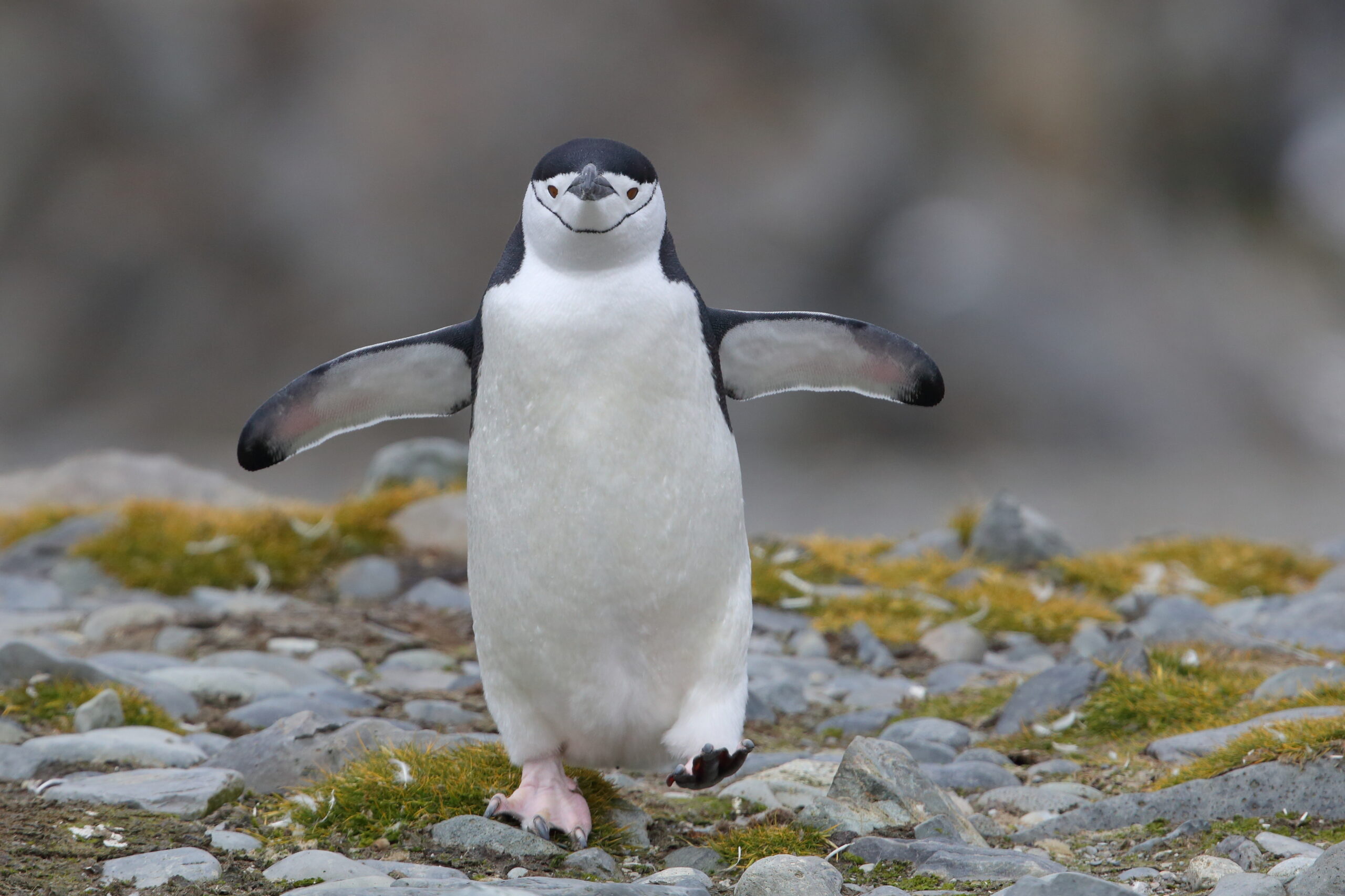 MarianHertz_Chinstrap