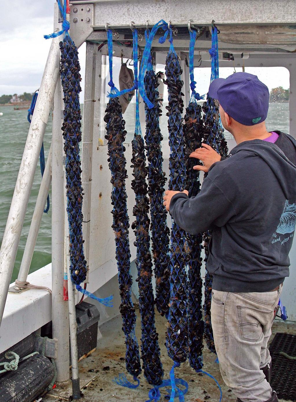 Mussels 1