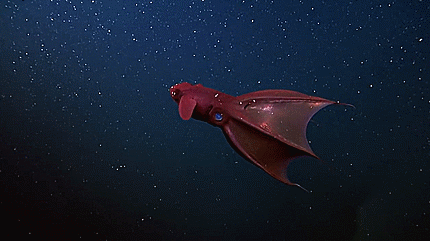 vampire squid glowing