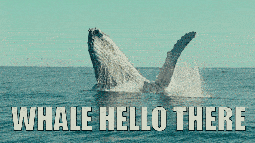 moving image of humpback whale breakingaching with overlaid text reading Whale Hello There