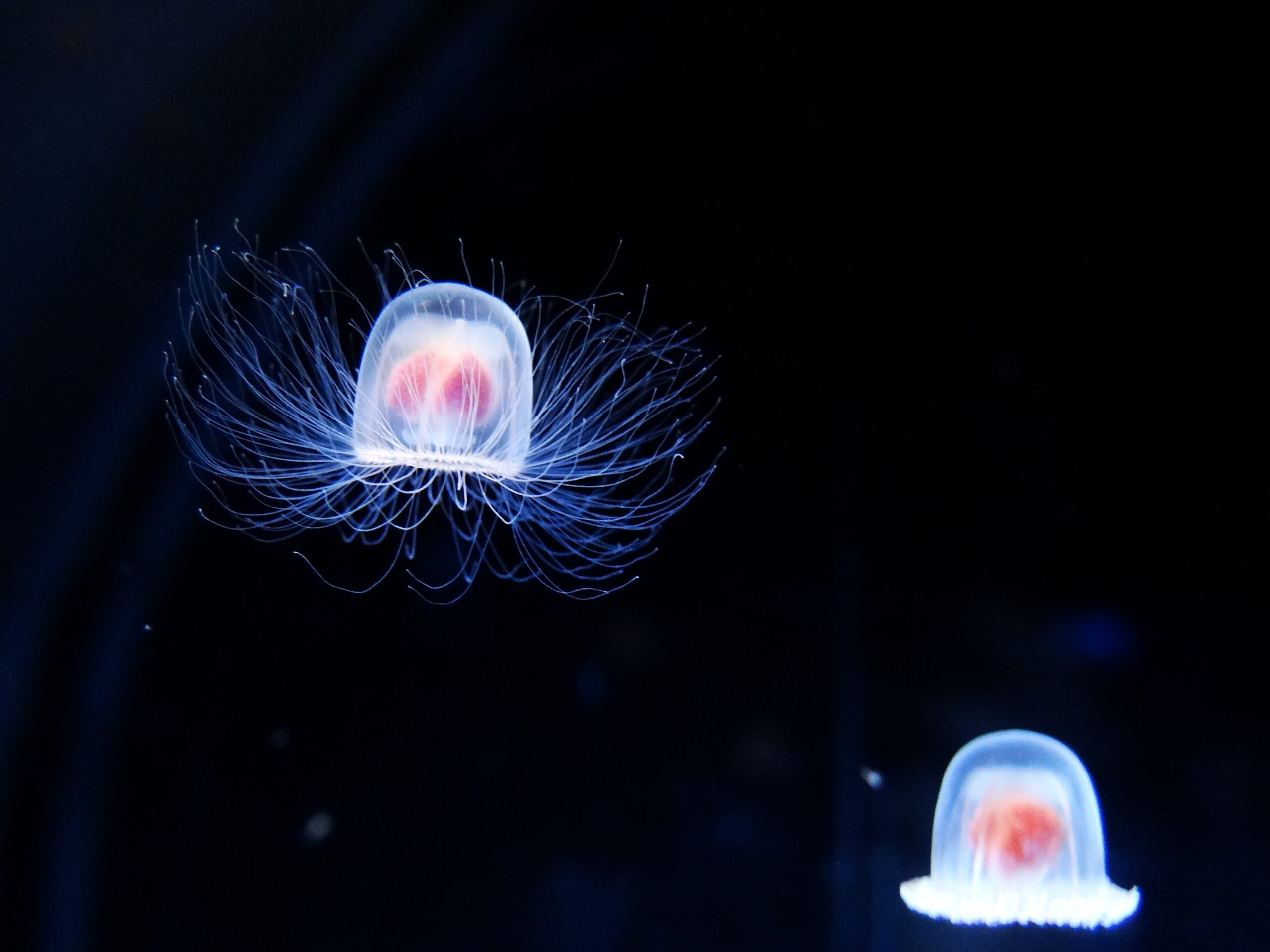 The Immortal Jellyfish Lives up to Its Name