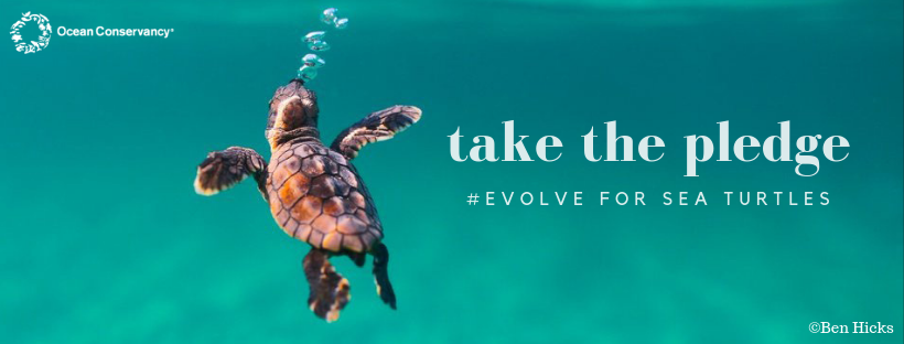 sea turtles GO