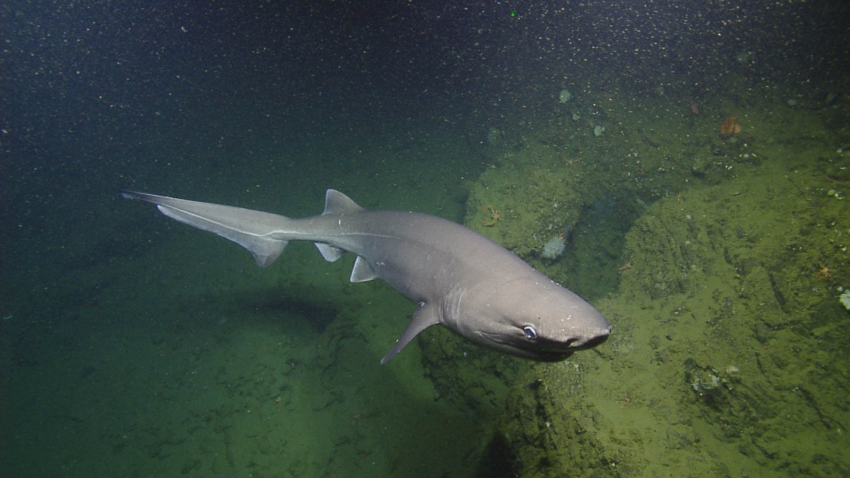 04sixgillshark2