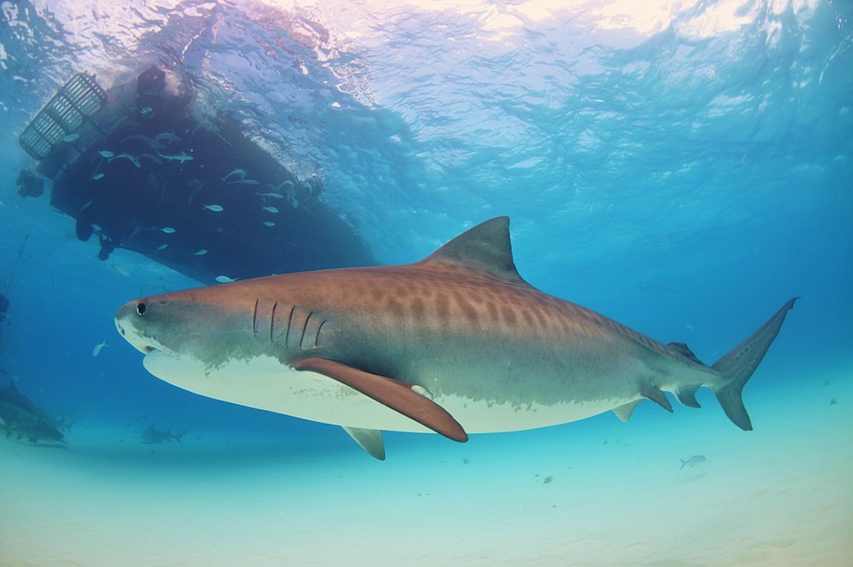 Tiger shark – one of the most dangerous sharks