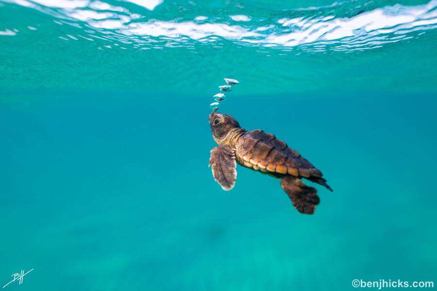 Baby Ocean Animals Who are Here to Brighten Your Day - Ocean Conservancy