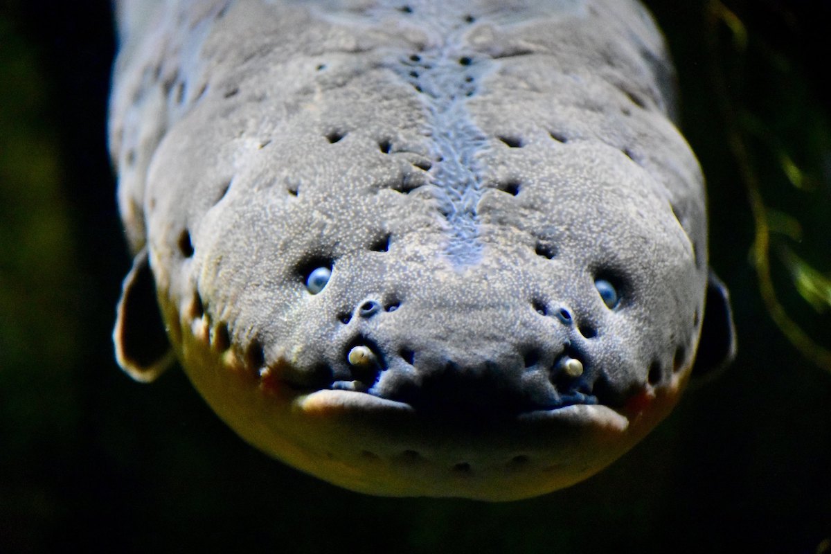 do-electric-eels-have-teeth