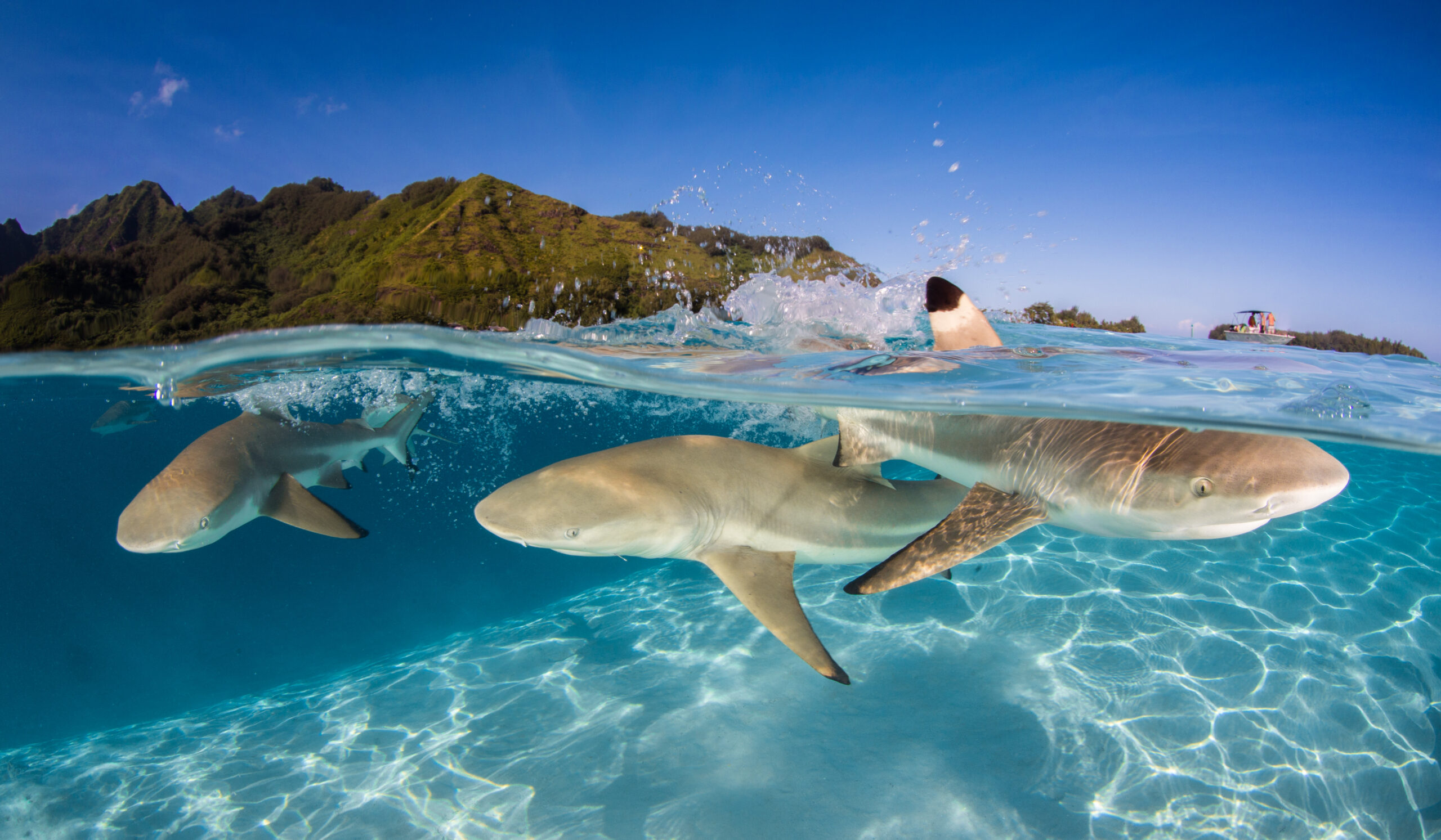 Blacktip_Renee Capozzola